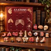 Anatomy advent calendar 2026 with medical model figurines on a bookshelf