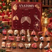 Anatomy Advent Calendar 2026 With 24 Mini Human Organ And Skeleton Models 2 2026 Anatomy Advent Calendar by TheStripedcat with 24 medical organ models.